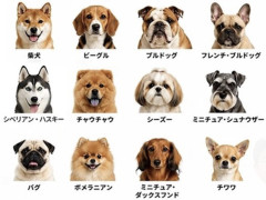 【画像あり】犬に学歴があったらこんな感じらしいｗｗｗｗｗｗｗｗｗｗｗｗｗｗｗｗｗｗｗｗｗｗｗｗｗｗｗｗｗｗｗｗｗ