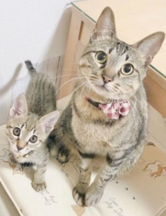 パート先で出会ったTさんと猫カフェに行くことになった。でもなぜかTさんの旦那さんも同行することに…