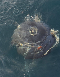 【悲報】ホルムズ海峡で機雷発見か