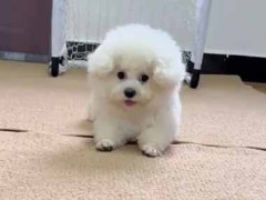 かわいい子がゴール前にいた。私がシュートを打つ！ → 彼女はこんな動きです…