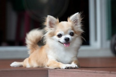 チワワとかいう犬、マジで何が良いのか分からないwwwww