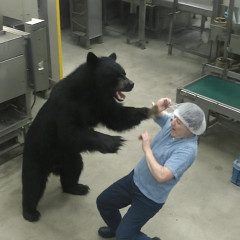 福島の工場にクマが侵入 従業員が襲われる瞬間の映像   #閲覧注意
