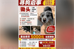 中国でフォロワー100万人の人気犬が誘拐され転売後に食肉処理される・・・