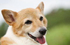 【ペット】獣医「犬の手術費用、50万円です」　ワイ「そんなぁ」