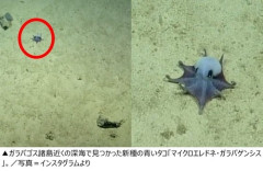 【画像】新種の青いタコ、発見される。かわいくて草ｗｗｗｗ