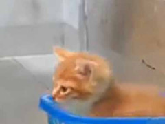 猫好きも困惑する。こんな所にまでテクノロジーの波がきた！ → 令和のＮＮＮはこちらです…