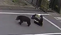 男性がクマに襲われる瞬間の映像、公開される
