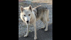 飼われていた「ウルフドッグ」3度目の逃亡　周辺で飼い犬のチワワが死亡　因果関係は不明だが住民からは不安の声も