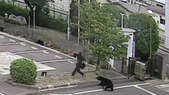 福島の工場にクマが侵入！従業員が襲われる瞬間の映像