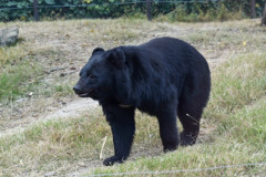 【画像あり】赤ん坊を抱いた21歳のギャルママ、ツキノワグマに襲われるもキックで一蹴ｗｗｗｗ