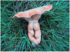 【画像スレ】「5秒で吹いたら負け」レベルの破壊力ある画像貼ってけｗｗｗｗｗ