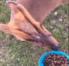 【超速】茨城県内初、キョン捕獲　1頭当たり