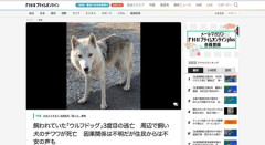 【佐賀】ウルフドッグが3回目の逃走、周辺ではチワワが惨殺される被害