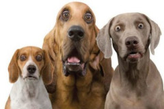 【画像】人面犬さん、想像を超えてくるｗｗｗｗｗｗｗｗｗｗ