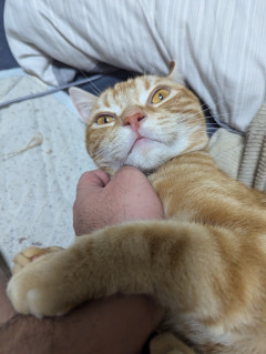 【画像】虐待サバイバーワイ、猫を飼った結果…