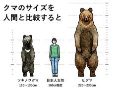 【悲報】クマさん「ねぇ人間さん、ぼくは『害獣』なの？」ｗｗｗｗｗｗｗｗｗｗ