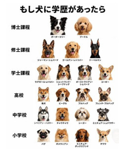 【爆笑】犬に学歴があったらこんな感じらしい