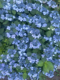 紫陽花