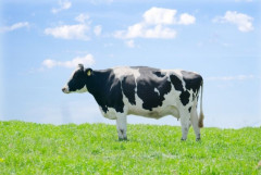 【悲報】家畜界の特殊スキル「盗食」、あまりにもリスキーすぎる