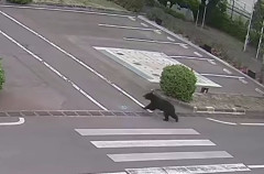 【ヤバイ】工場にクマが侵入、麻酔銃使用が許可される→撃ち込んだ結果、まさかすぎる事態に…