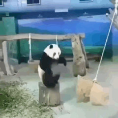 【画像】熊の運動神経、ヤバすぎるｗｗｗｗｗｗ