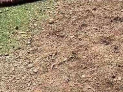 うちの庭にカンガルーがいる！ → 違いました…
