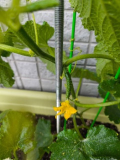 プランター菜園のきゅうり出来てきたぞ！！！（※画像あり）