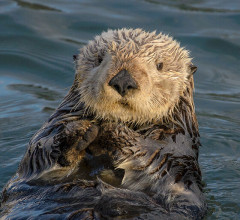 海外「日本の水族館にいるラッコは水槽の片づけを手伝ってくれる！」鳥羽水族館のラッコに対する海外の反応
