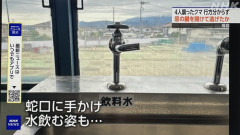 【悲報】クマ、自分で水道の蛇口を開けて水を飲むスーパークマに進化するｗｗｗｗ