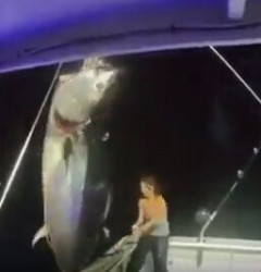 【動画】エチエチ釣りガールさん、かわいいマグロを釣り上げてご満悦ｗｗｗ