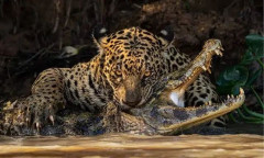 ブラジル「お前らの国を象徴する動物を決めるなら何になるの？」