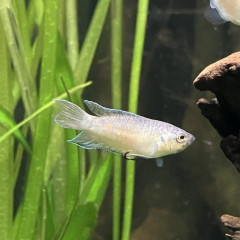 【困惑】淡水魚にくわしい人来て