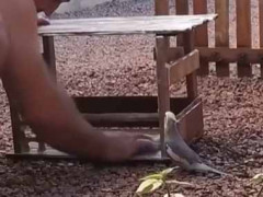 【リアルディズニー】 お父さんが小鳥のお家を掃除していた。キレイになってうれしいなぁ♪ → 小鳥こんな様子です…
