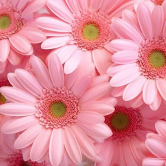 一番好きな花は何ですか？