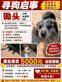 中国でフォロワー１００万人の人気犬が誘拐、転売後に食肉処理される