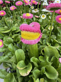 外国人「突然変異が起きて凄い形になってる植物を集めてみたｗｗｗ」
