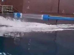 何かがものすごい勢いでやってくる。水面を見事なタ～ン！ → 正体はコイツです…