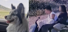 【闇深】中国tiktokで大人気のワンコ、連れ去られレストランに売られて喰われる・・・