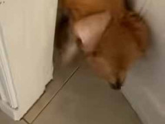 部屋の外で犬が待っていた。私がドアを開けてみる → なんということでしょう…