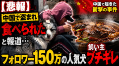 【悲報】フォロワー150万の人気犬、中国で盗まれ食べられたと報道…飼い主ブチギレ
