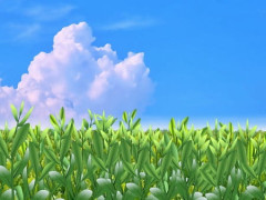 中国で「抹茶」生産が拡大 世界各国に輸出 日本と同じ栽培法で半額以下 専門家「強力なライバル」