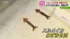 【悲報】2025年漁師「イカが豊漁だ！獲りまくるぞ！」→2026年漁師「何故かイカがいない😡」