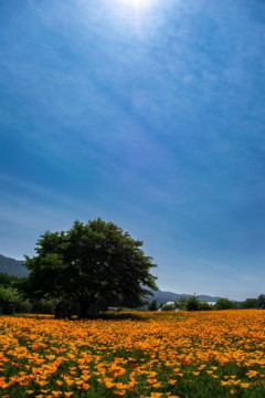 【画像】いい天気だから蜂🐝の写真を撮る