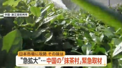 世界で広がる抹茶ブーム､中国では｢抹茶｣生産が急拡大 日本を含む世界各国に輸出 日本と同じ栽培法で価格は半額以下
