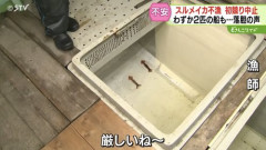 【悲報】スルメイカ、不漁過ぎてとんでもないことになる