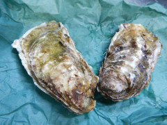 【悲報】「海のミルク」「森のバター」←こういうのｗｗｗｗｗｗｗｗｗｗ