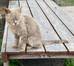 【画像】この間猫島行ってきたｗ