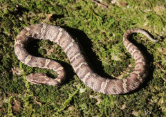 【悲報】マムシ捕まえたった