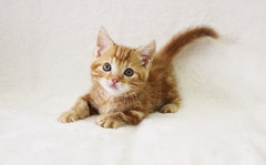 【ペット・おひとりさま】BBAだけど、もう結婚は諦めたから猫をお迎えしたいのに保護猫団体から独身はダメって断られた