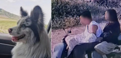 【韓国・中央日報】 フォロワー150万人の中共SNSスター犬、食用として屠殺される…「ひそかに盗んで売った」